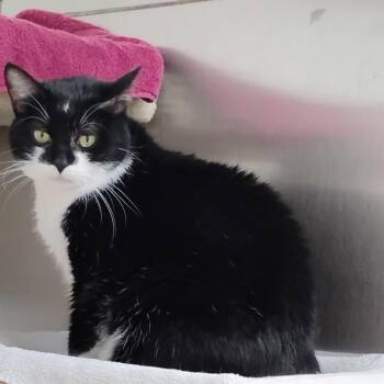 Penelope -  Domestic Short Hair Cat for Adoption in Dillsburg, Pennsylvania - Penelope | PetCurious