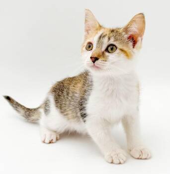 Minx is our TINY diva of delight - Loves being snuggled -  Torbie and Turkish Van Cat for Adoption in Bedford Hills, New York - Minx Is Our TINY Diva Of Delight - Loves Being Snuggled | PetCurious
