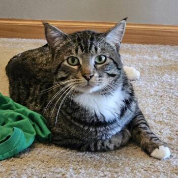 Domestic Short Hair Cats Available for Adoption in Chaska, Minnesota - Puff | PetCurious