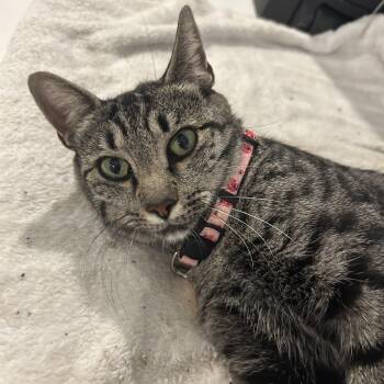 Vanilla -  Domestic Short Hair Cat for Adoption in Cranford, New Jersey - Vanilla | PetCurious