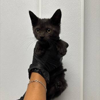 Carla -  Domestic Short Hair Cat for Adoption in Abilene, Texas - Carla | PetCurious
