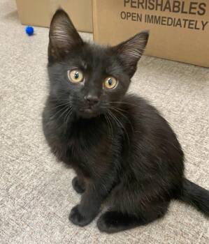 Shadow -  Domestic Short Hair Cat for Adoption in Pocatello, Idaho - Shadow | PetCurious
