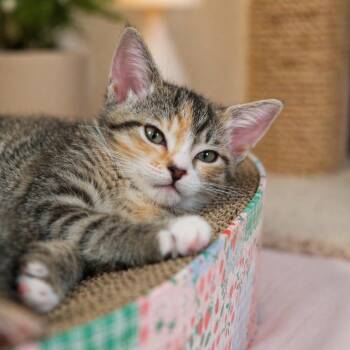 Domestic Short Hair Cats Available for Adoption in Port Richey, Florida - Poppy | PetCurious