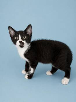 Hammy -  Domestic Short Hair Cat for Adoption in Detroit, Michigan - Hammy | PetCurious