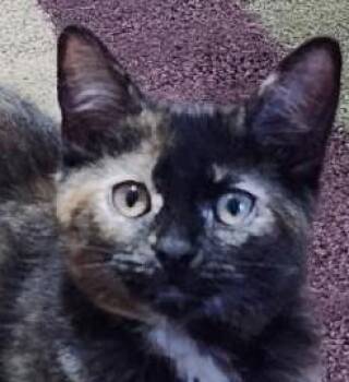 Rescue Tortoiseshell Cats for Adoption in Waynesboro, Virginia - Gidget | PetCurious
