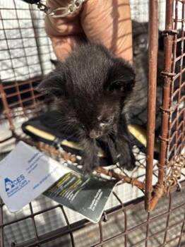 Domestic Short Hair Cats Available for Adoption in Houston, Texas - A654617 | PetCurious