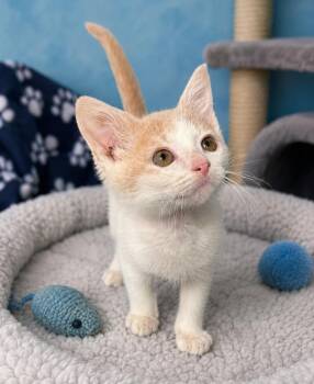 Floki Fishbreath -  Domestic Short Hair Cat for Adoption in Chattanooga, Tennessee - Floki Fishbreath | PetCurious