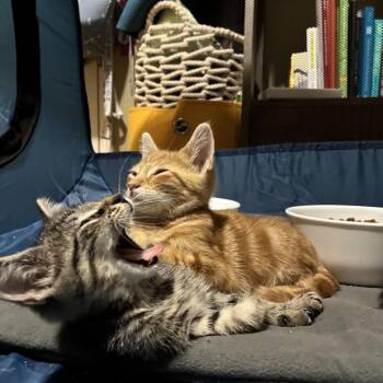 Amethyst -  Domestic Short Hair Cat for Adoption in East Hanover, New Jersey - Amethyst | PetCurious