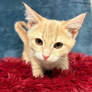 Domestic Short Hair Cats Available for Adoption in East Hampton, New York - Brie | PetCurious