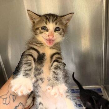 Sparkle -  Domestic Short Hair Cat for Adoption in Mocksville, North Carolina - Sparkle | PetCurious