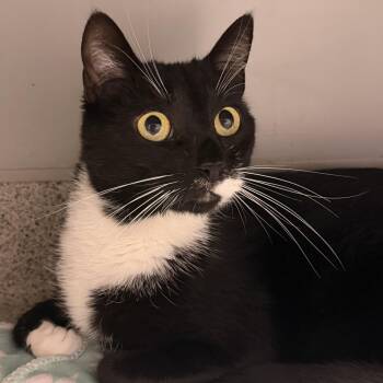 Munchkin -  Domestic Short Hair Cat for Adoption in Cooperstown, New York - Munchkin | PetCurious
