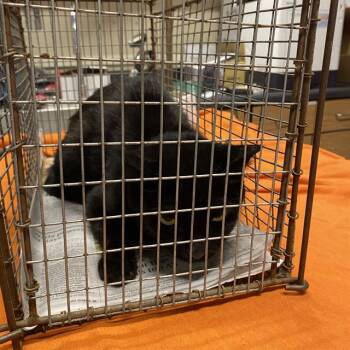 Rescue Domestic Medium Hair Cats for Adoption in Modesto, California - A603810 | PetCurious