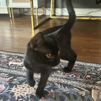 Casper -  American Shorthair Cat for Adoption in Lilburn, Georgia - Casper | PetCurious
