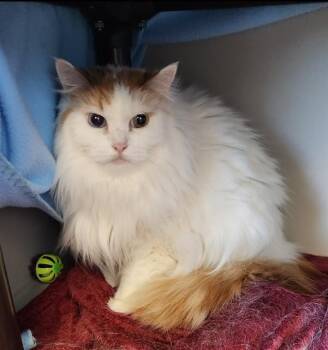 Persian and Domestic Short Hair Cats Available for Adoption in Kalamazoo, Michigan - ATHENA | PetCurious