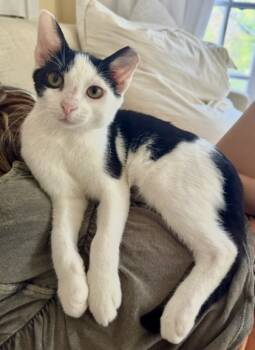 Rescue Domestic Short Hair Cats for Adoption in Fort Worth, Texas - Zephyr | PetCurious