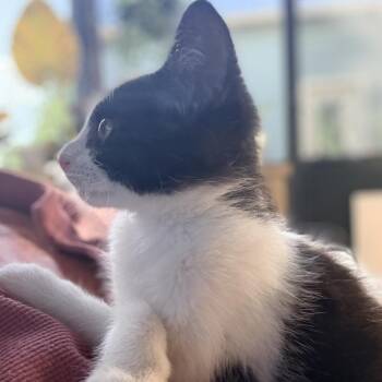 Phoenix 26-05-175 -  Domestic Medium Hair Cat for Adoption in Bastrop, Texas - Phoenix 26-05-175 | PetCurious