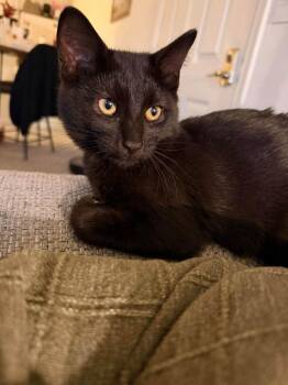 Atticus -  Domestic Short Hair Cat for Adoption in Kettering, Ohio - Atticus | PetCurious