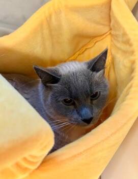 Rescue Domestic Short Hair Cats for Adoption in Virginia Beach, Virginia - 180585 Pepper | PetCurious