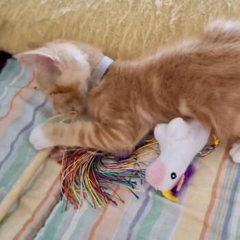Miles* -  Domestic Short Hair Cat for Adoption in San Gabriel, California - Miles* | PetCurious