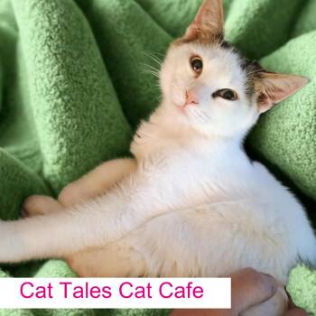 Domestic Short Hair Cats Available for Adoption - Herbie | PetCurious