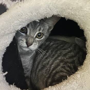 Cicely -  Domestic Short Hair Cat for Adoption in Veneta, Oregon - Cicely | PetCurious