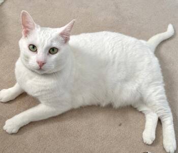 Wren (Happy Single) -  Domestic Short Hair Cat for Adoption in Richmond Hill, Ontario - Wren (Happy Single) | PetCurious