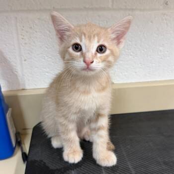 Niblit -  Domestic Short Hair Cat for Adoption in Ardmore, Oklahoma - Niblit | PetCurious