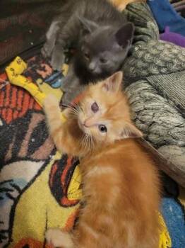 Fire -  Domestic Long Hair Cat for Adoption in Cincinnati, Ohio - Fire | PetCurious