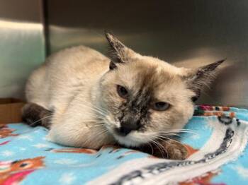 Aurora -  Domestic Short Hair Cat for Adoption in Belton, Texas - Aurora | PetCurious