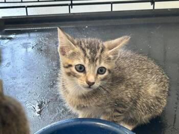 A383454 -  Domestic Short Hair Cat for Adoption in Ocala, Florida - A383454 | PetCurious