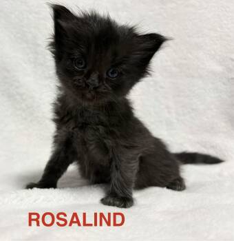 Domestic Medium Hair Cats Available for Adoption in Dixon, California - Rosalind | PetCurious