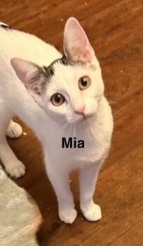 Mia -  Domestic Short Hair Cat for Adoption in Zimmerman, Minnesota - Mia | PetCurious