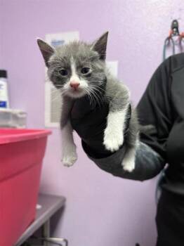 61089072 -  Domestic Medium Hair Cat for Adoption in El Paso, Texas - 61089072 | PetCurious