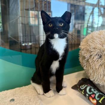 Oat -  Domestic Short Hair Cat for Adoption in Louisville, Kentucky - Oat | PetCurious