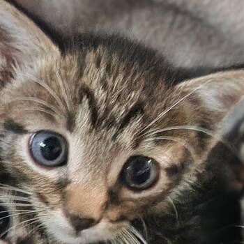 Zach K46470 -  Domestic Short Hair Cat for Adoption in Corsicana, Texas - Zach K46470 | PetCurious