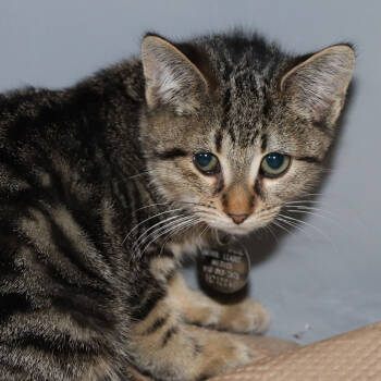 Rescue Domestic Short Hair Cats for Adoption in Port Washington, New York - Glenda | PetCurious