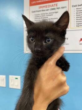 Domestic Short Hair Cats Available for Adoption in Daytona Beach, Florida - Cheesy Fiesta Potato | PetCurious
