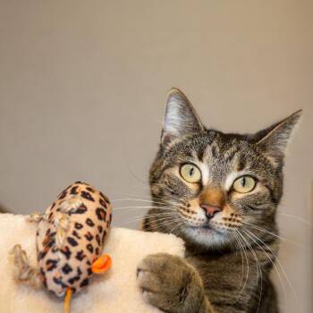 Missy -  Domestic Short Hair Cat Available for Adoption in Boston, Massachusetts - Missy | PetCurious
