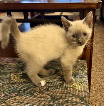 Pnina -  Siamese Cat for Adoption in East Amherst, New York - Pnina | PetCurious