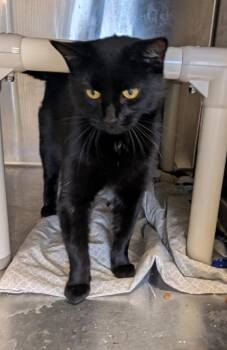 Trash Cat -  Domestic Short Hair Cat for Adoption in Havre, Montana - Trash Cat | PetCurious