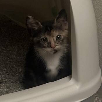 Cucumber -  Domestic Short Hair Cat for Adoption in Los Angeles, California - Cucumber | PetCurious