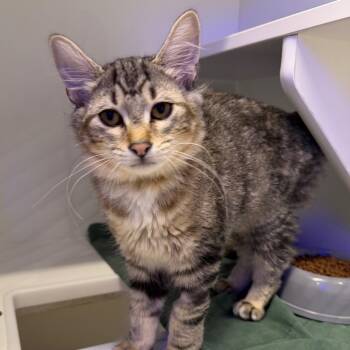 Chili -  Domestic Short Hair Cat for Adoption in Westhampton, New York - Chili | PetCurious