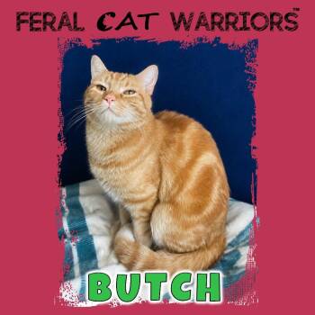 Domestic Short Hair Cats Available for Adoption in Kingman, Arizona - Butch | PetCurious