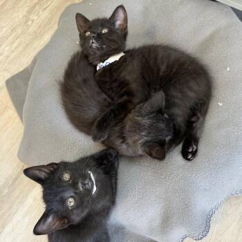 Domestic Short Hair Cats Available for Adoption in Durango, Colorado - Duvan | PetCurious