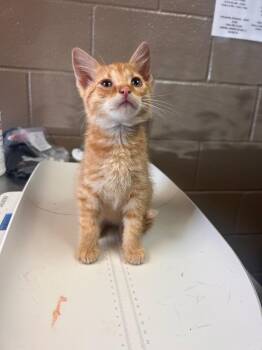 Fanta -  Domestic Short Hair Cat for Adoption in New Cumberland, West Virginia - Fanta | PetCurious