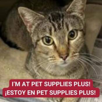 Domestic Short Hair Cats Available for Adoption - Dory | PetCurious