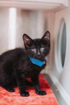 94464a Tommy Pickles -  Domestic Short Hair Cat for Adoption in North Charleston, South Carolina - 94464a Tommy Pickles | PetCurious