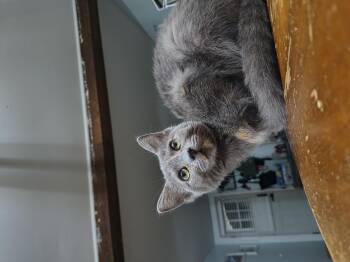 Jelly (Coffee Jelly) -  Domestic Short Hair Cat for Adoption in Clayton, North Carolina - Jelly (Coffee Jelly) | PetCurious