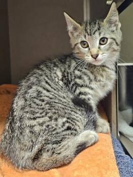 LESTER -  Domestic Short Hair Cat Available for Adoption in Clyde, North Carolina - LESTER | PetCurious