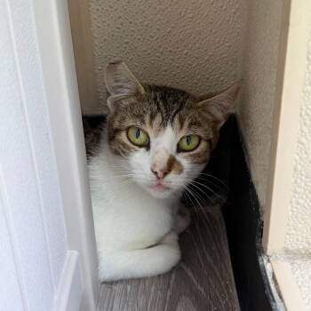 Phoenix -  Domestic Short Hair Cat for Adoption in State College, Pennsylvania - Phoenix | PetCurious